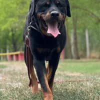 Vito,  Rottweiler for adoption at Rex Kutyaotthon, Budapest