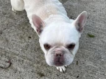 Stella,  English Bulldog for adoption at PAW Ireland, Belfast