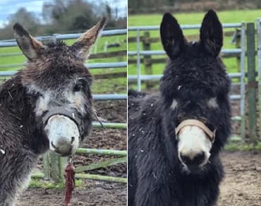 Ant & Dec, female 5yo mixed breed for adoption at ISPCA, Dublin