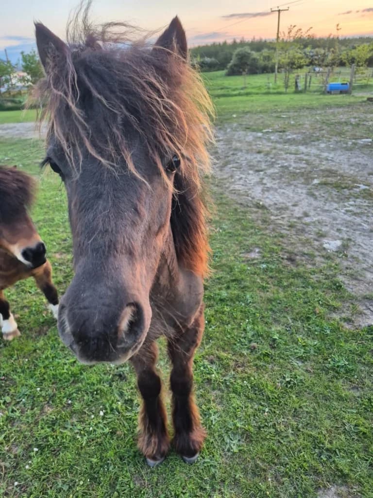 Austin, male mixed breed for adoption at ISPCA, Dublin