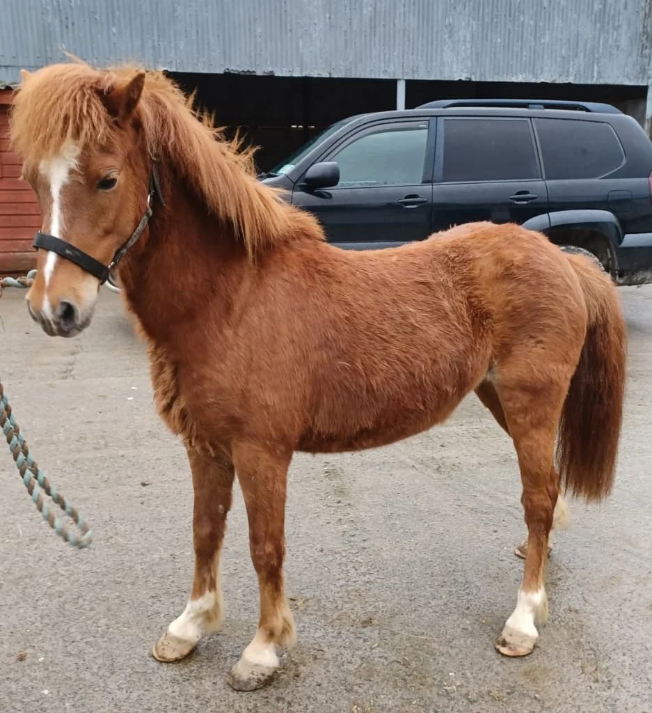 Carrie, female senior mixed breed for adoption at ISPCA, Dublin