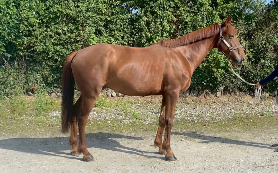 Charlie, male senior mixed breed for adoption at ISPCA, Dublin