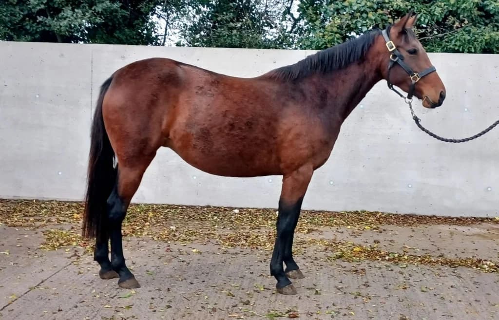 Crystal,  (ISPCA)