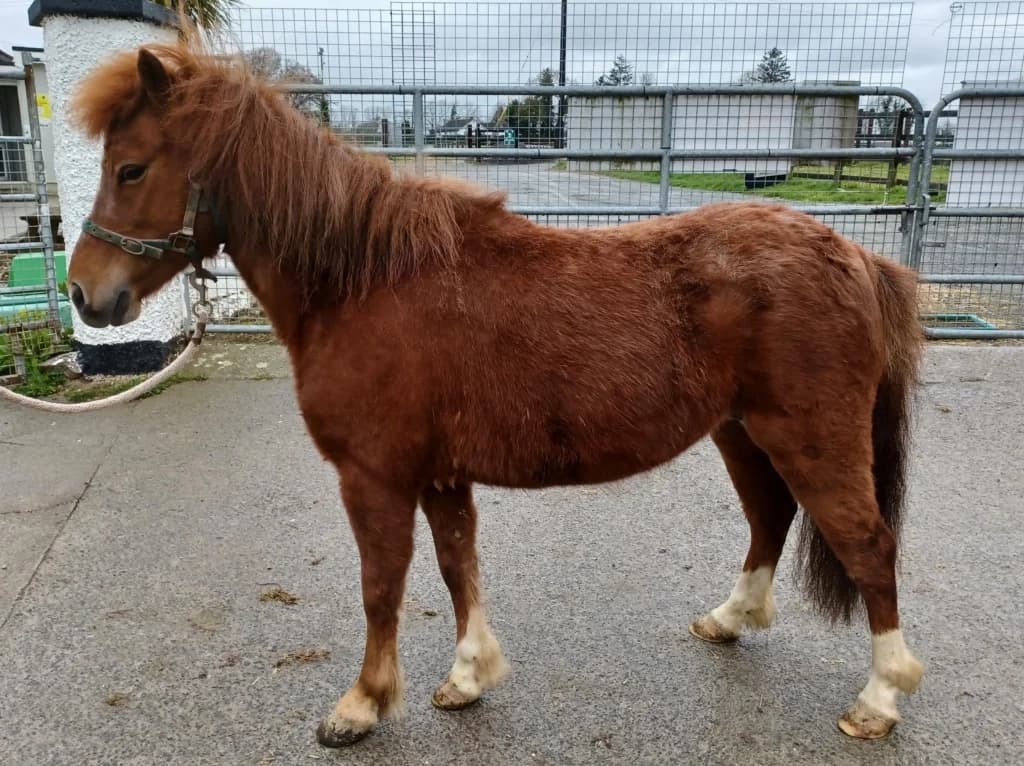 Dottie, female senior mixed breed for adoption at ISPCA, Dublin