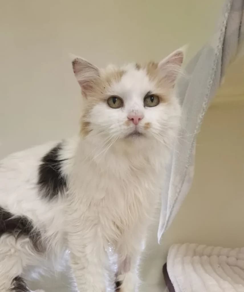 Duchess, female 5yo mixed breed for adoption at ISPCA, Dublin