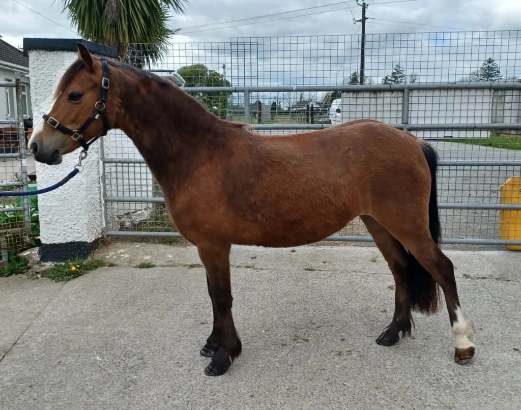 Elodie, female senior mixed breed for adoption at ISPCA, Dublin
