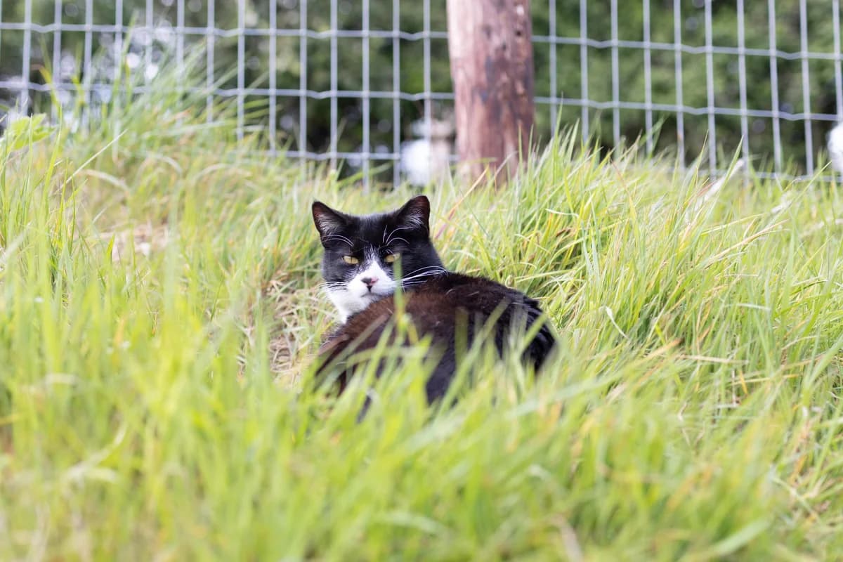 Farmyard/Stable Cats – Suitable for Rural Areas
