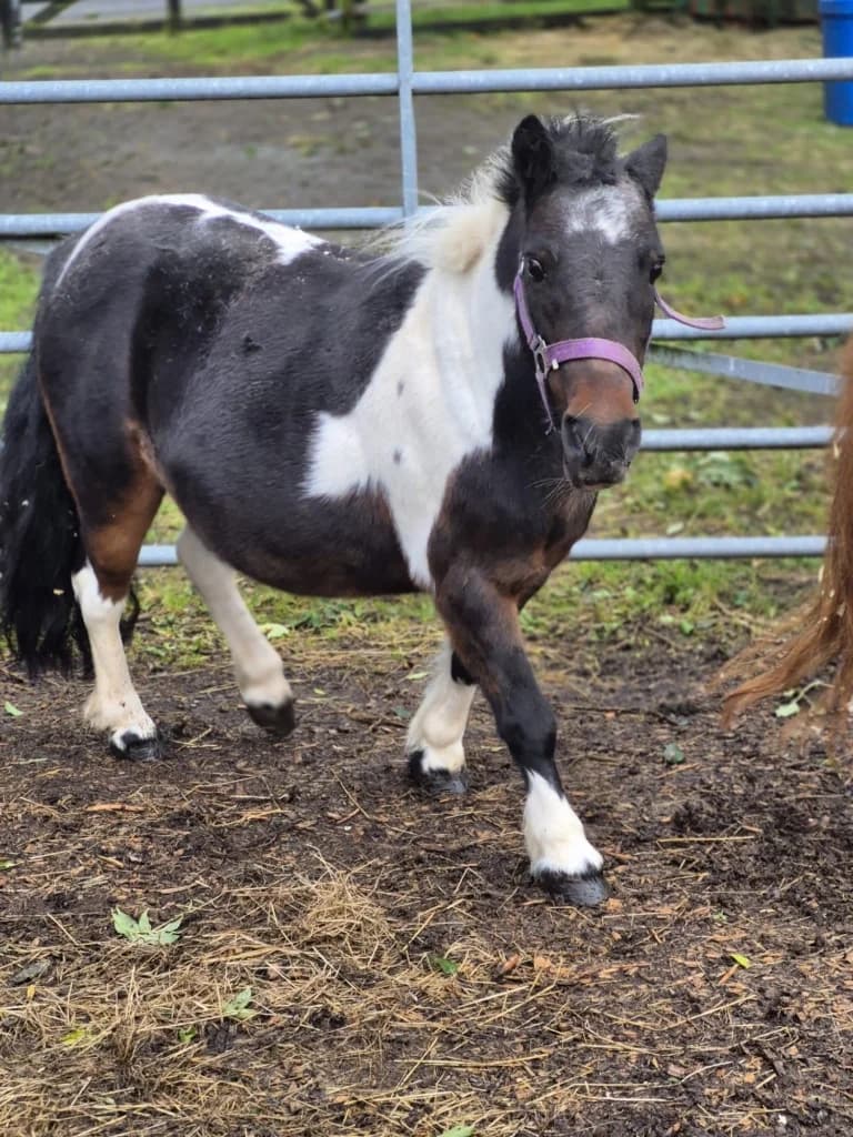 Frankie, female senior mixed breed for adoption at ISPCA, Dublin