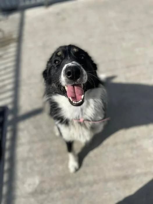 Pete,  3yo Mixed Breed for adoption at ASH Animal Rescue, Ash Animal Rescue