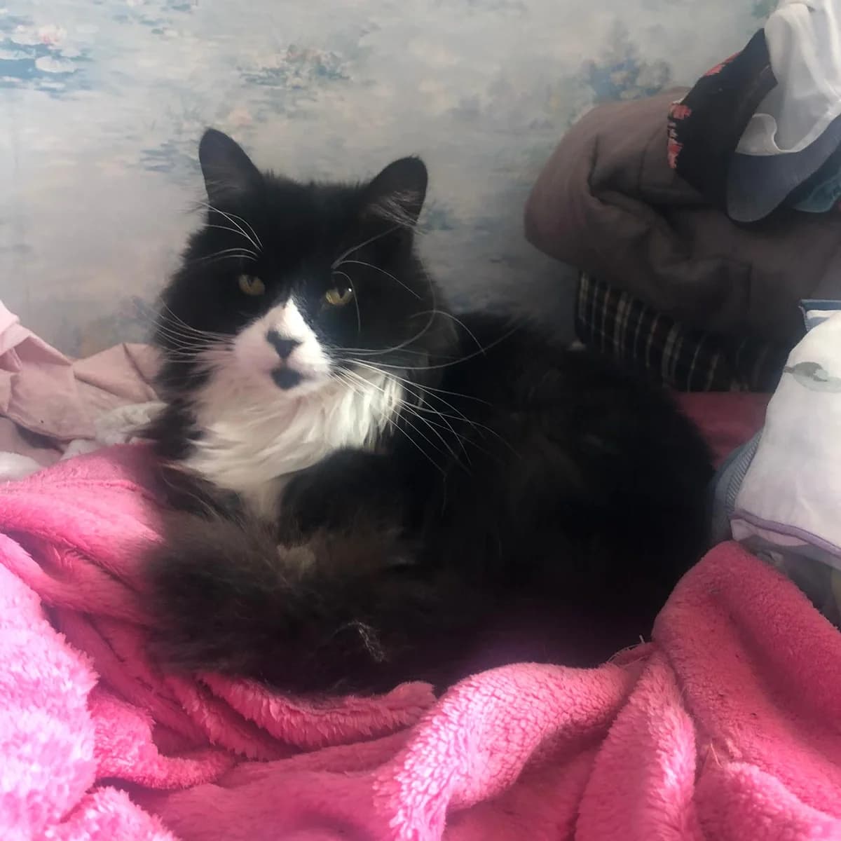 Ali, male Mixed Breed for adoption at Cats Aid, Dublin