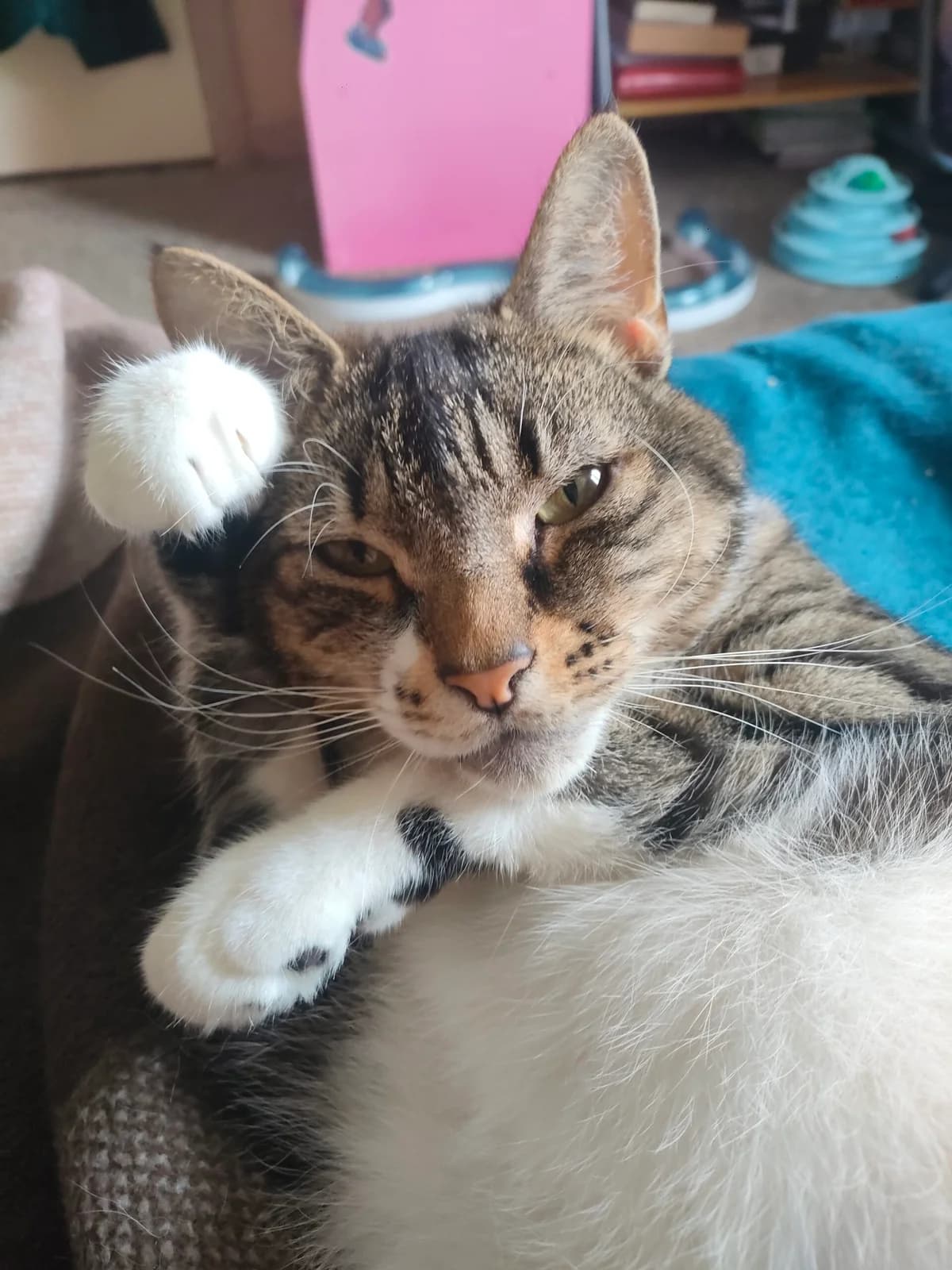 Ben, male 4yo Mixed Breed for adoption at Cats Aid, Dublin