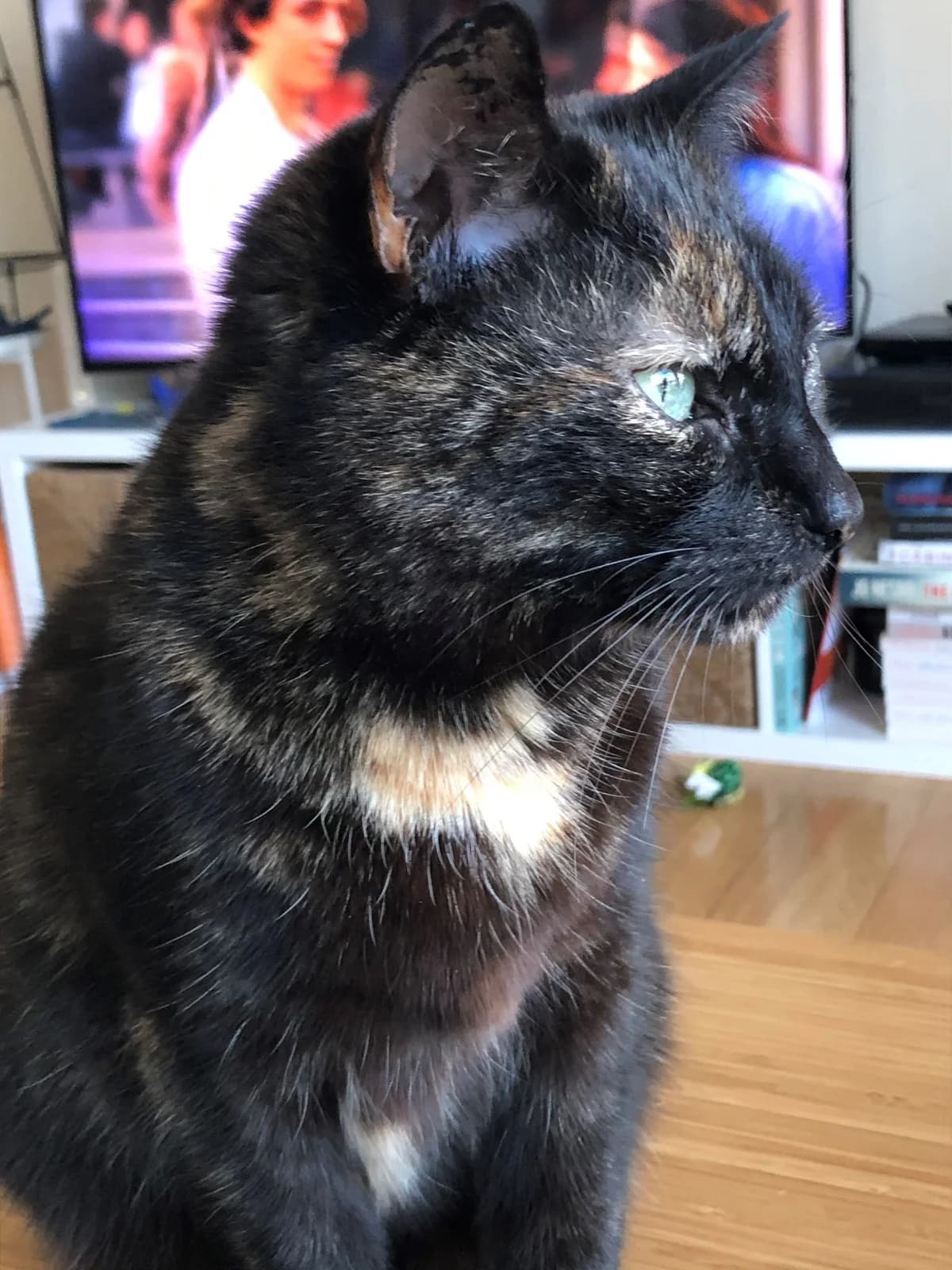 Bessie,  Mixed Breed for adoption at Cats Aid, Dublin