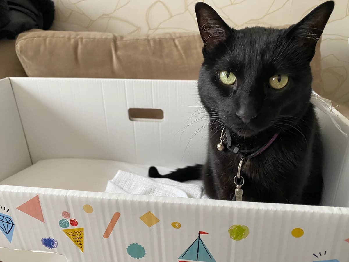 Durval, male senior Mixed Breed for adoption at Cats Aid, Dublin