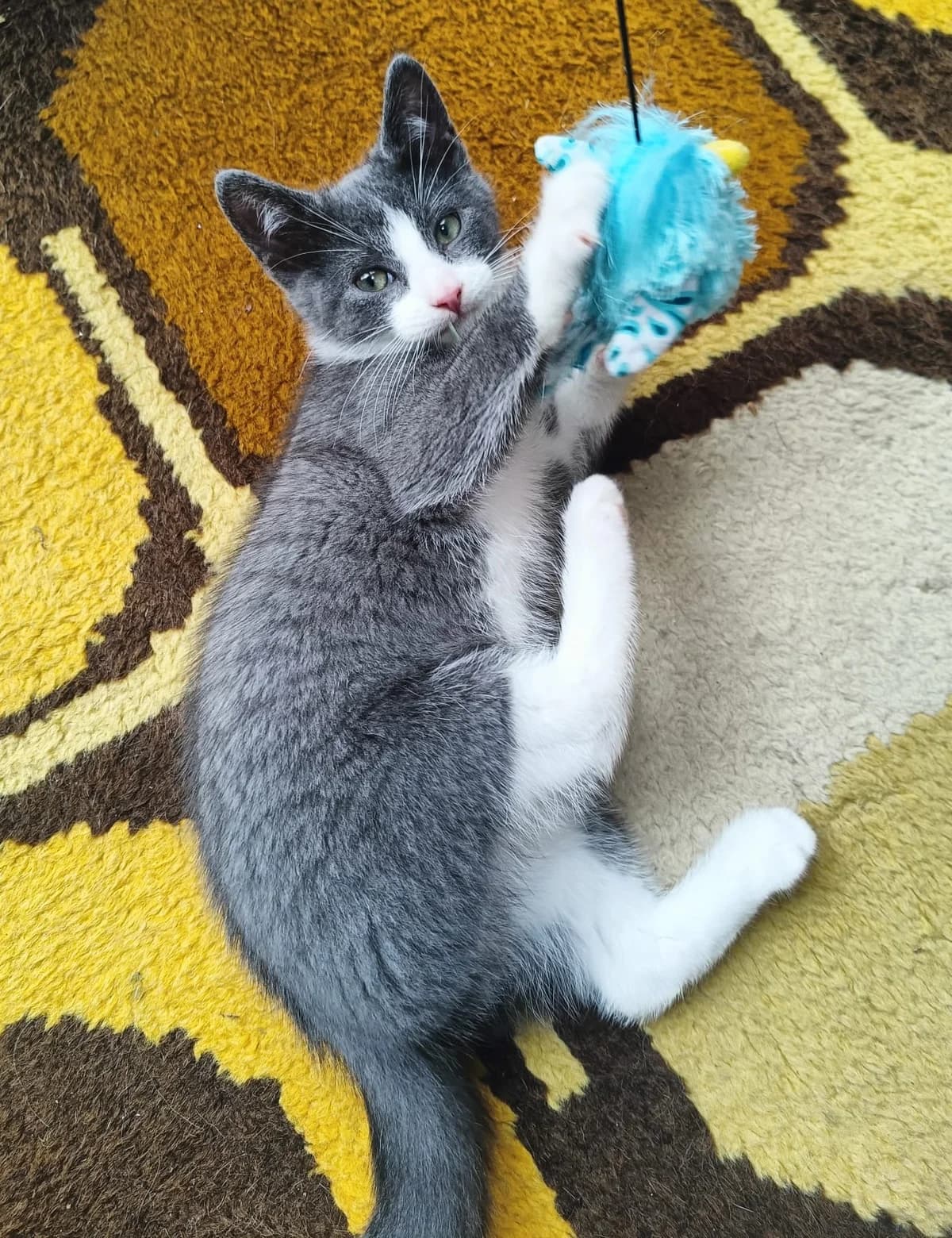 Finlay & Flynn, male Mixed Breed for adoption at Cats Aid, Dublin