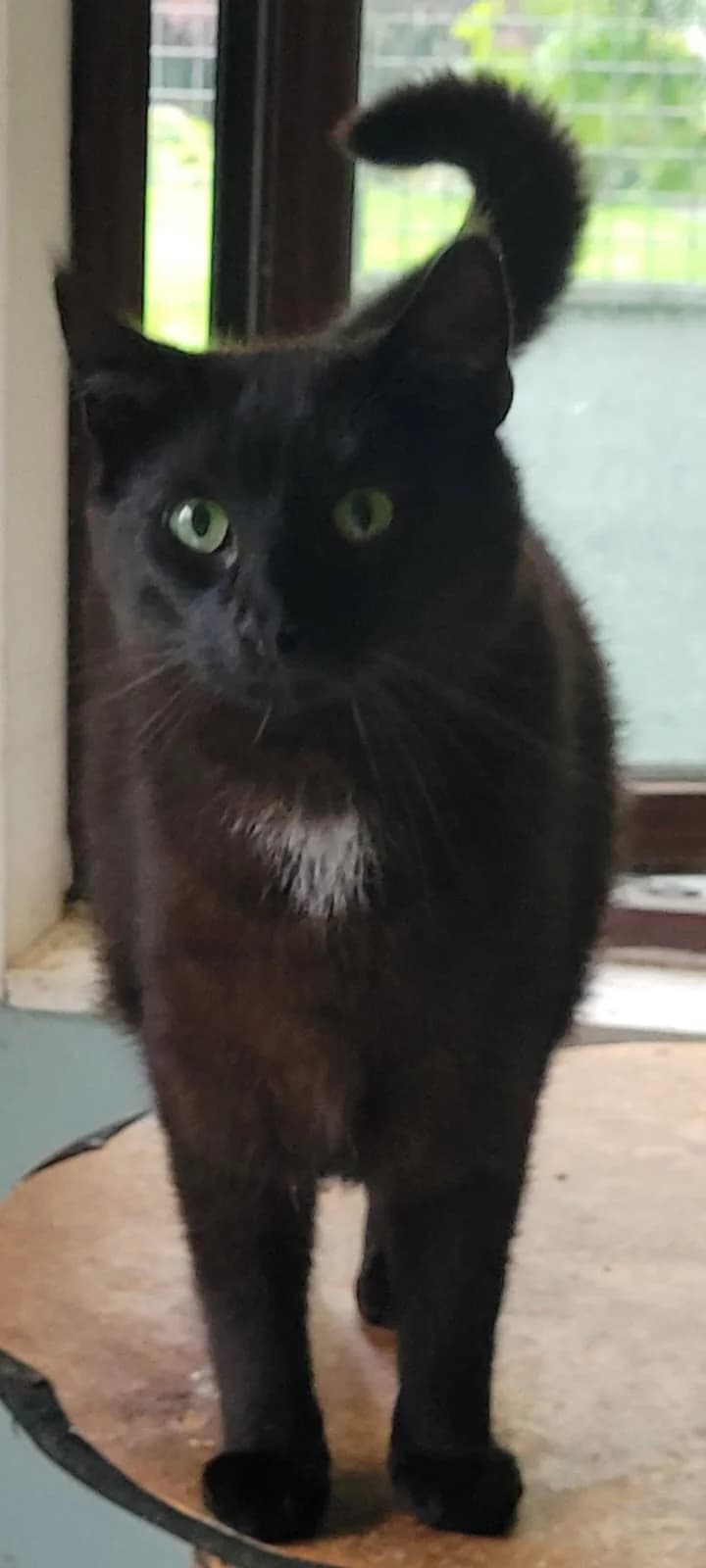 Fraggle, male Mixed Breed for adoption at Cats Aid, Dublin