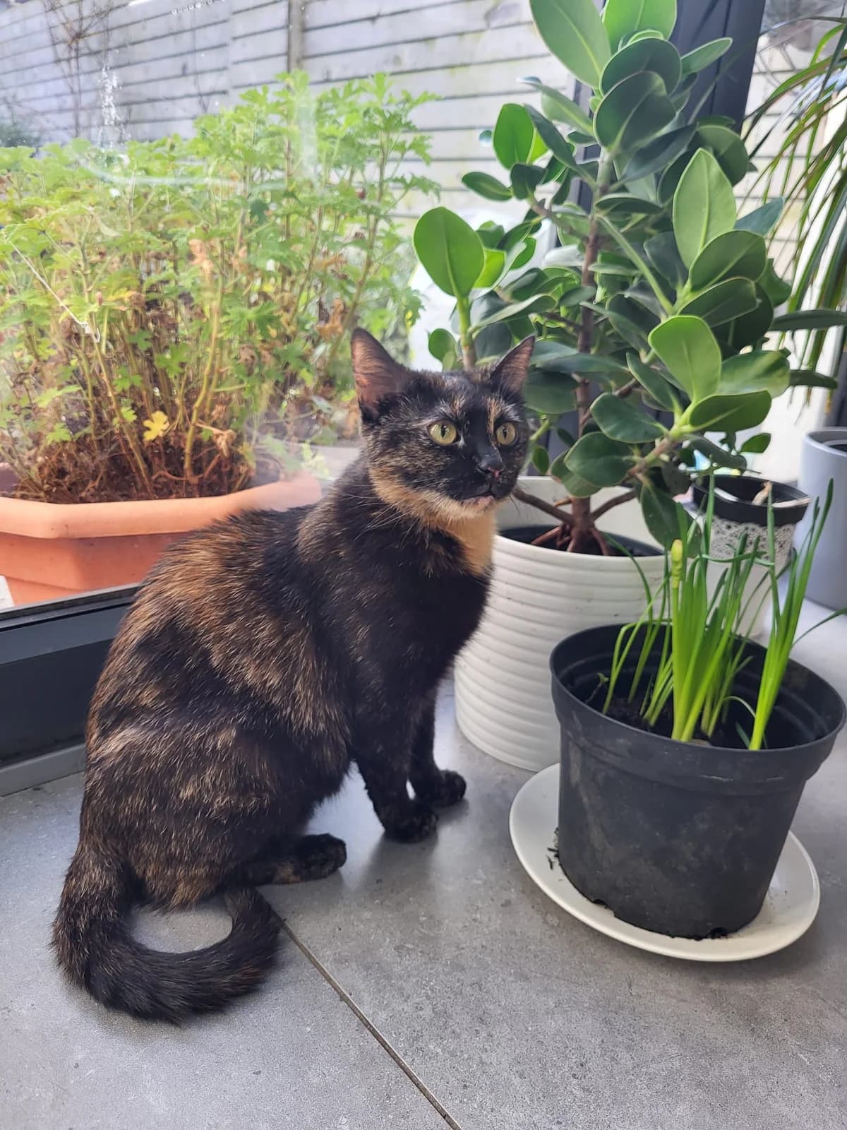 Gadget, female Mixed Breed for adoption at Cats Aid, Dublin