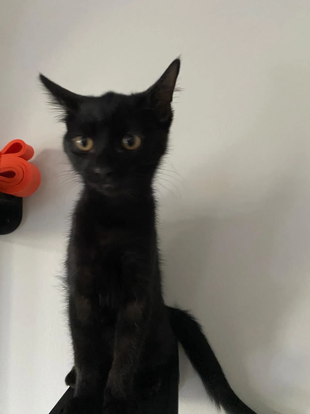 Galaia, female puppy Mixed Breed for adoption at Cats Aid, Dublin