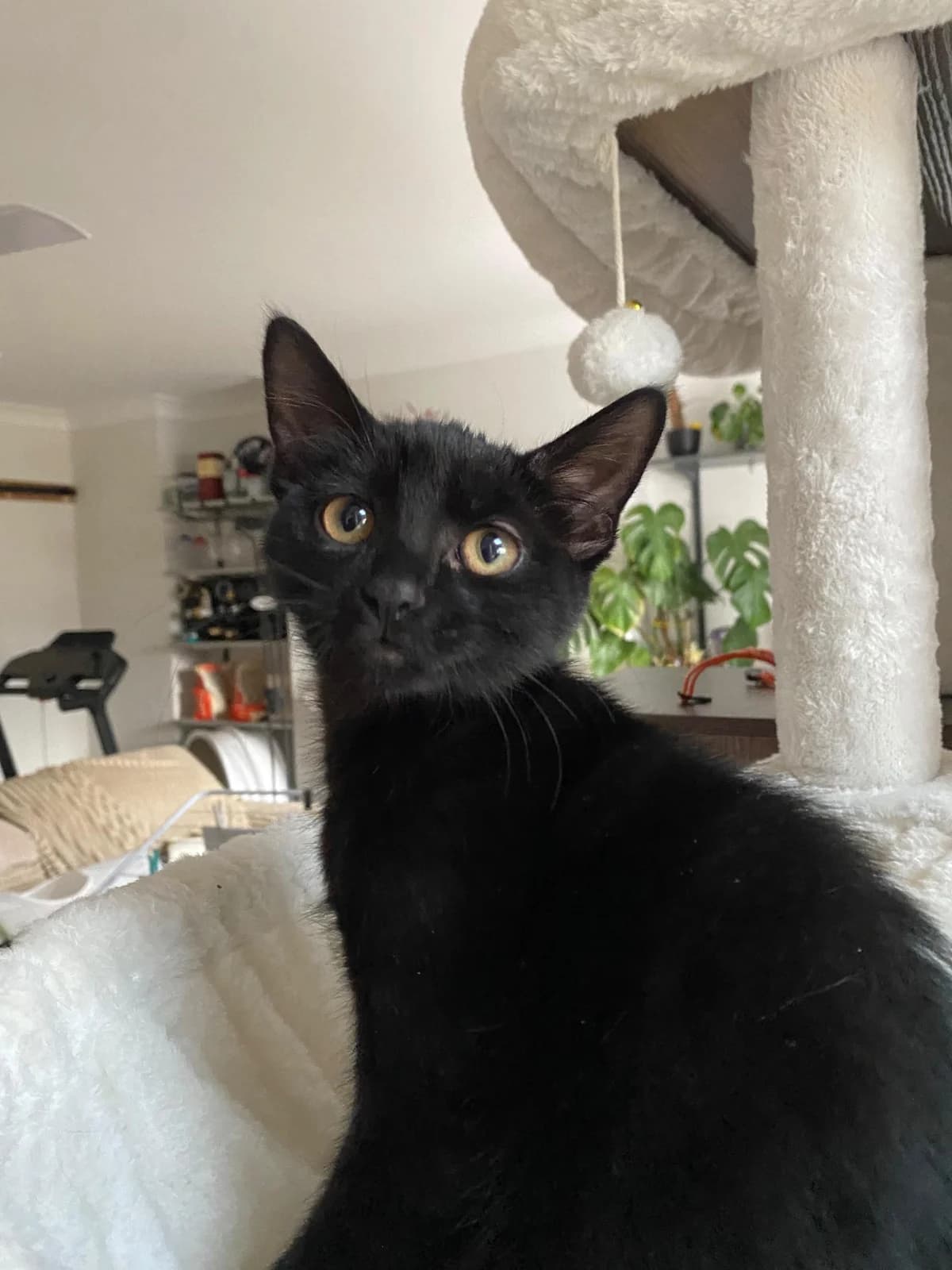 Gia, female puppy Mixed Breed for adoption at Cats Aid, Dublin