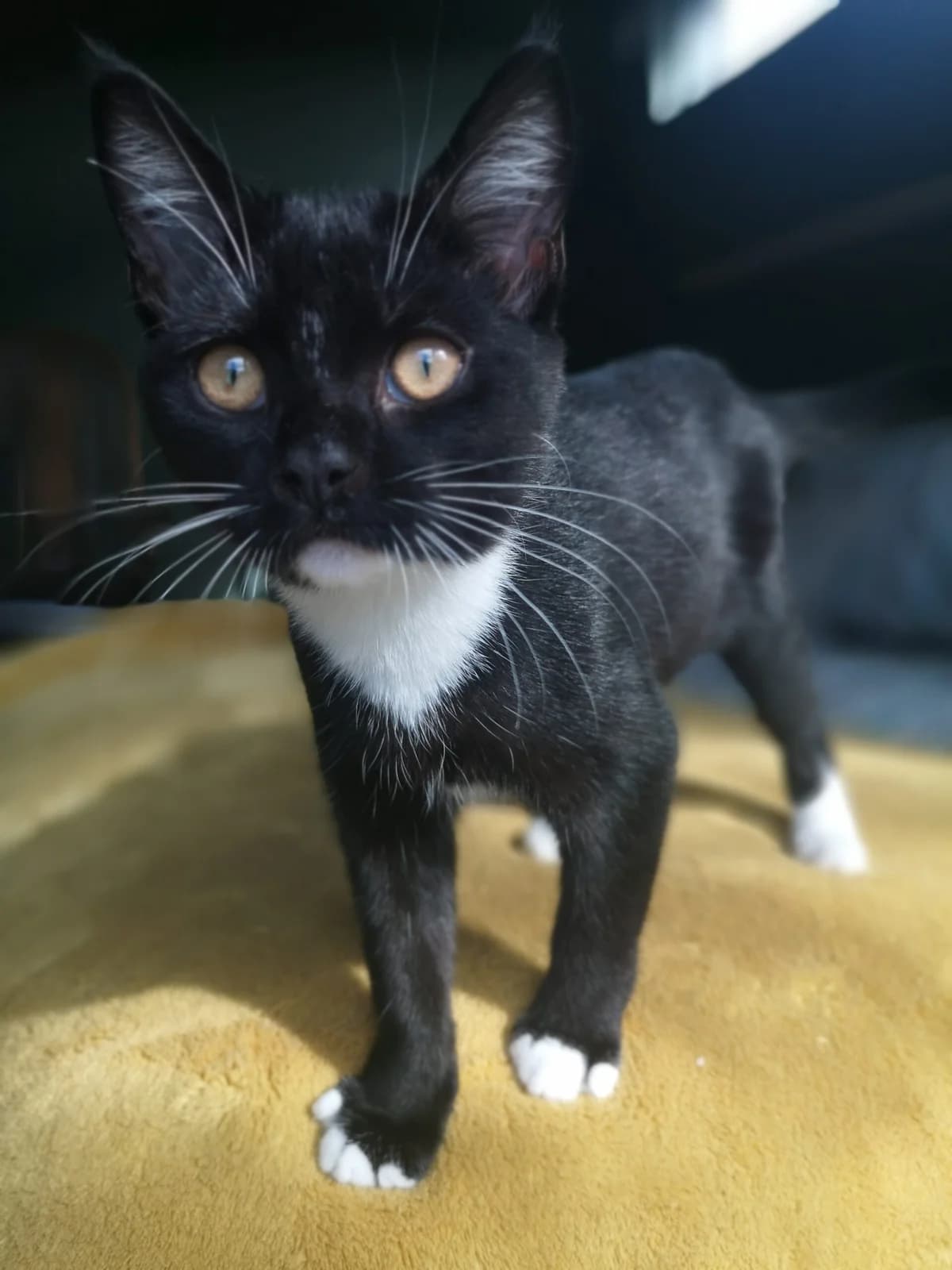 Ginny, female puppy Mixed Breed for adoption at Cats Aid, Dublin