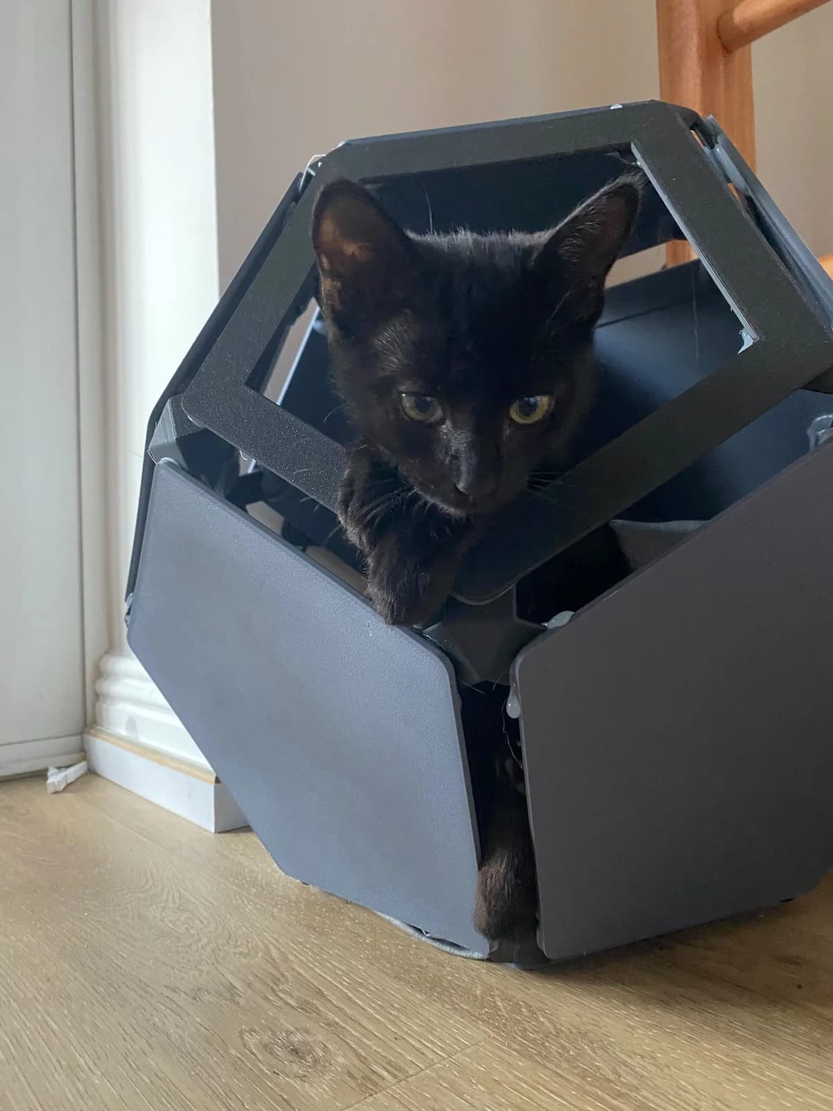 Gizmo, male puppy Mixed Breed for adoption at Cats Aid, Dublin
