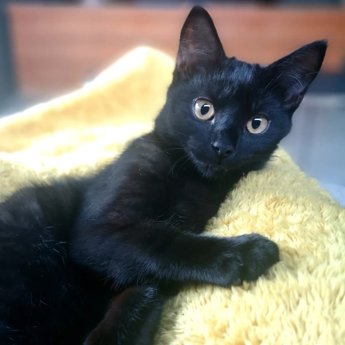 Goose, male puppy Mixed Breed for adoption at Cats Aid, Dublin