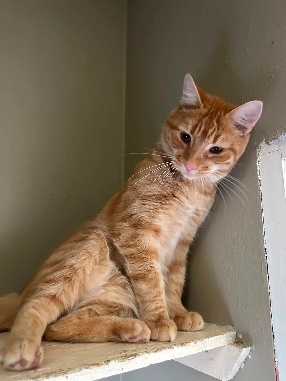 Jaffa Cake, male Mixed Breed for adoption at Cats Aid, Dublin
