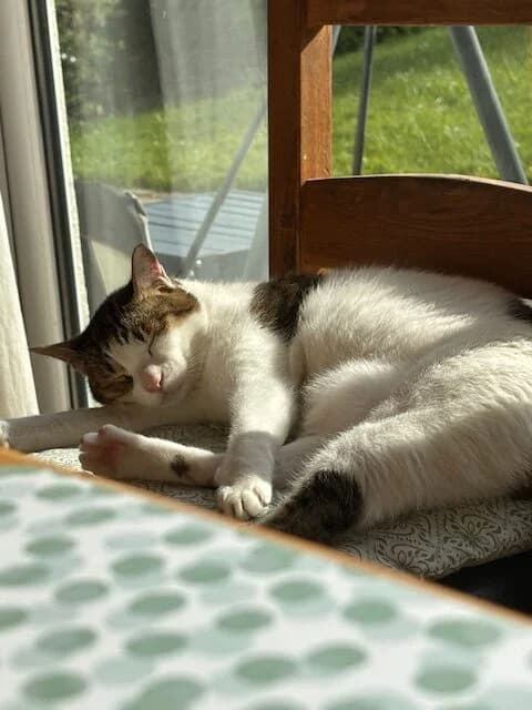 Kiki, female Mixed Breed for adoption at Cats Aid, Dublin