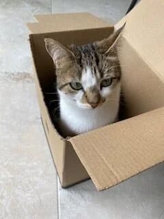 Koda, female Mixed Breed for adoption at Cats Aid, Dublin