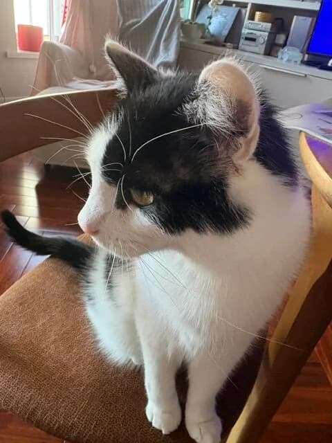 Lenny, male Mixed Breed for adoption at Cats Aid, Dublin
