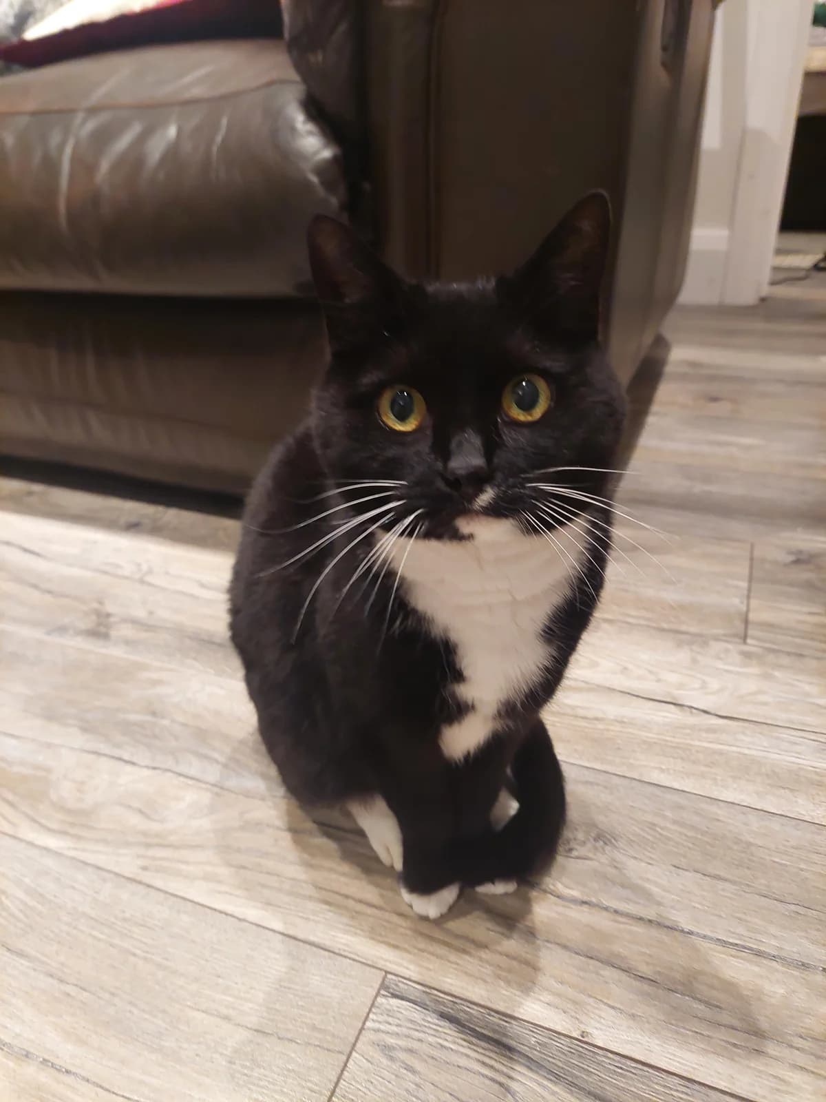 Lizzy, female senior Mixed Breed for adoption at Cats Aid, Dublin