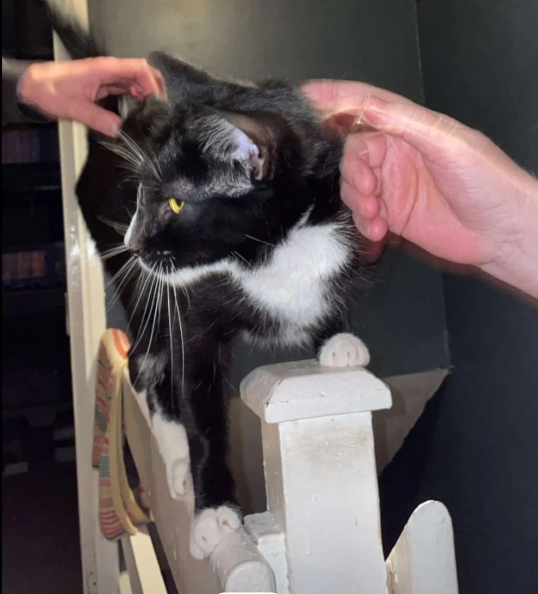 Loki & Goose, female Mixed Breed for adoption at Cats Aid, Dublin