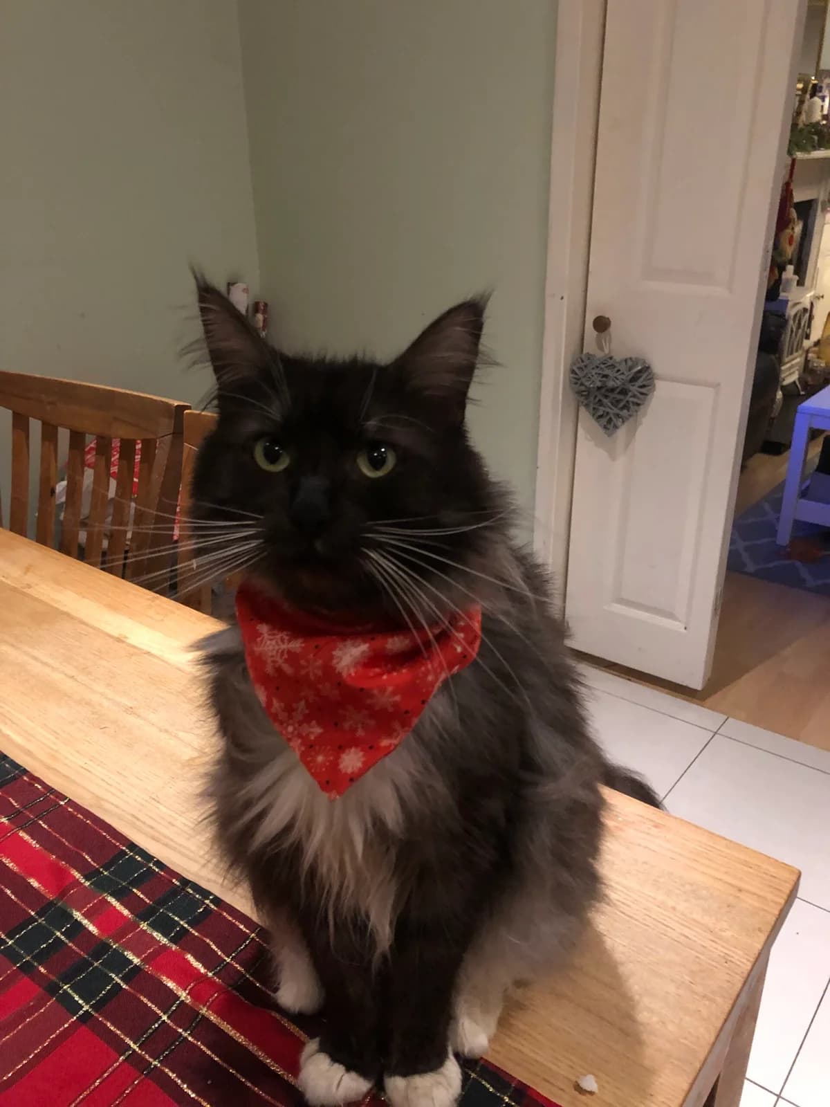 Mufasa, male Mixed Breed for adoption at Cats Aid, Dublin