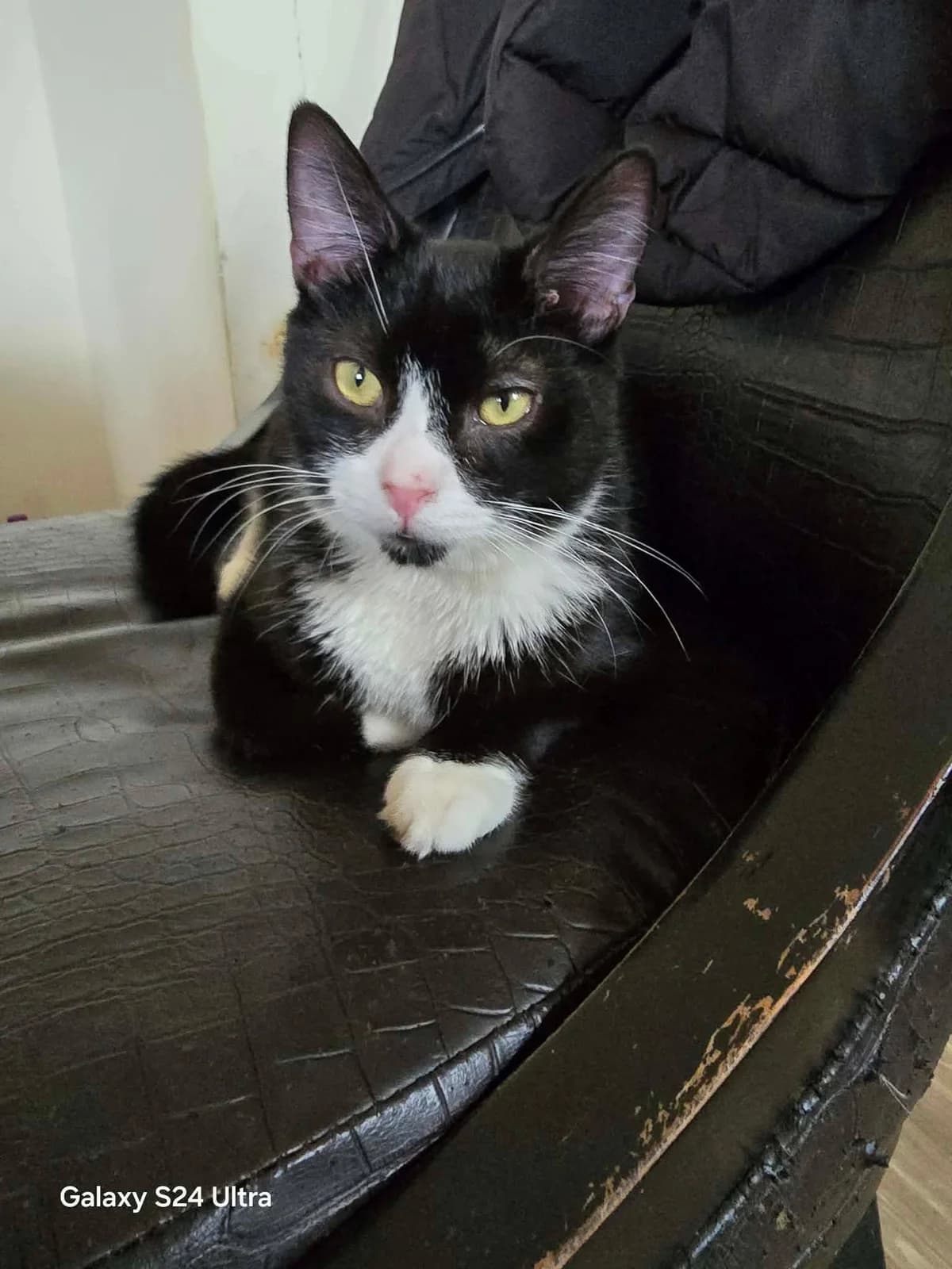 Oliver, male Mixed Breed for adoption at Cats Aid, Dublin