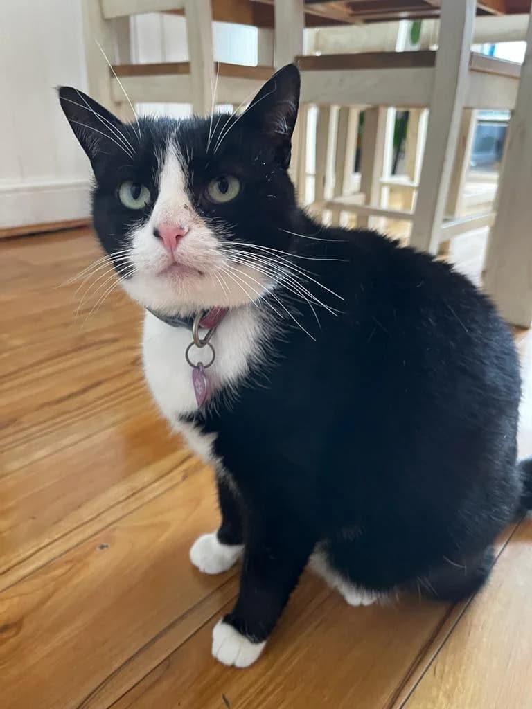Reiko, female Mixed Breed for adoption at Cats Aid, Dublin