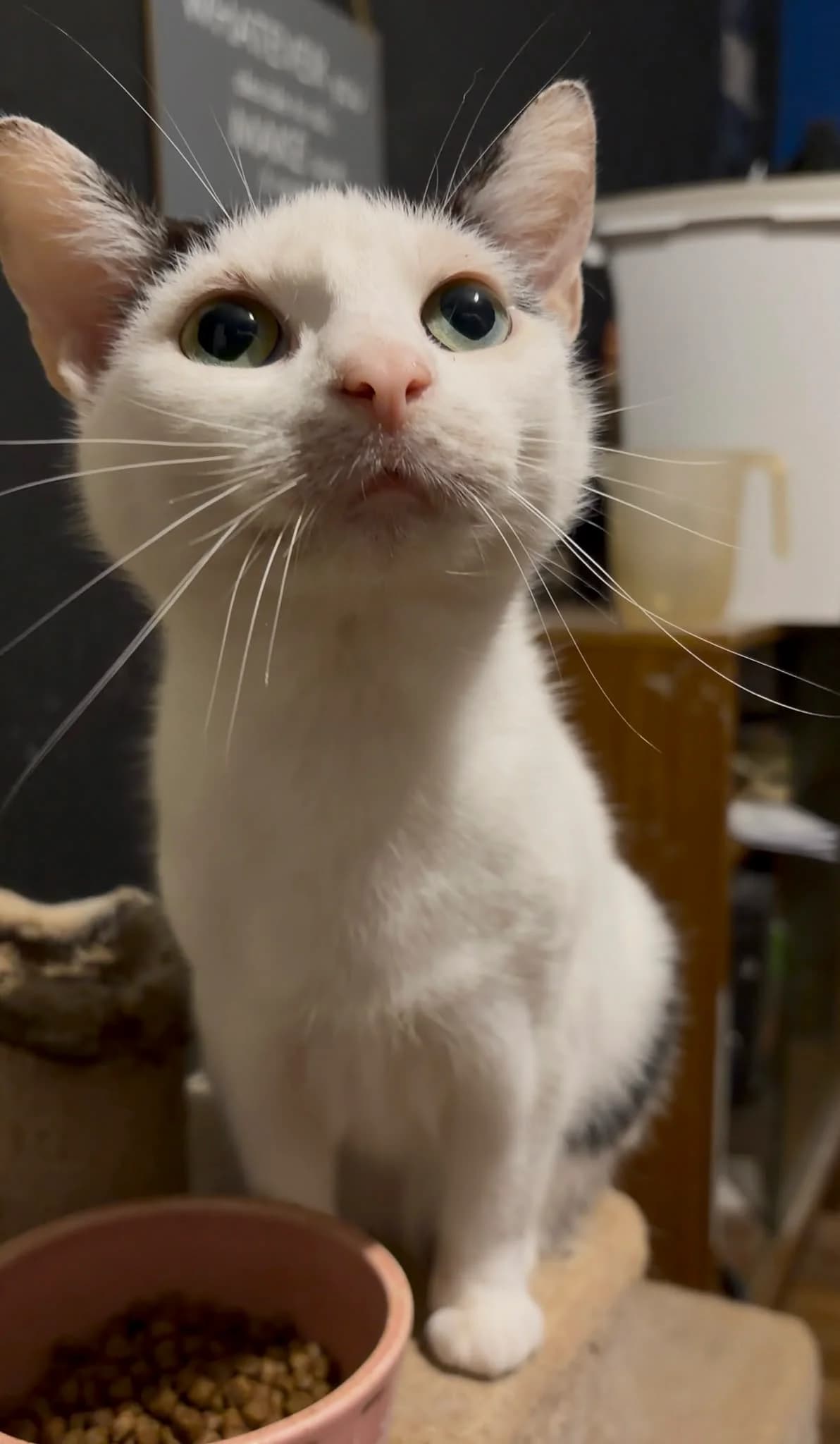 Rhea, female 4yo Mixed Breed for adoption at Cats Aid, Dublin