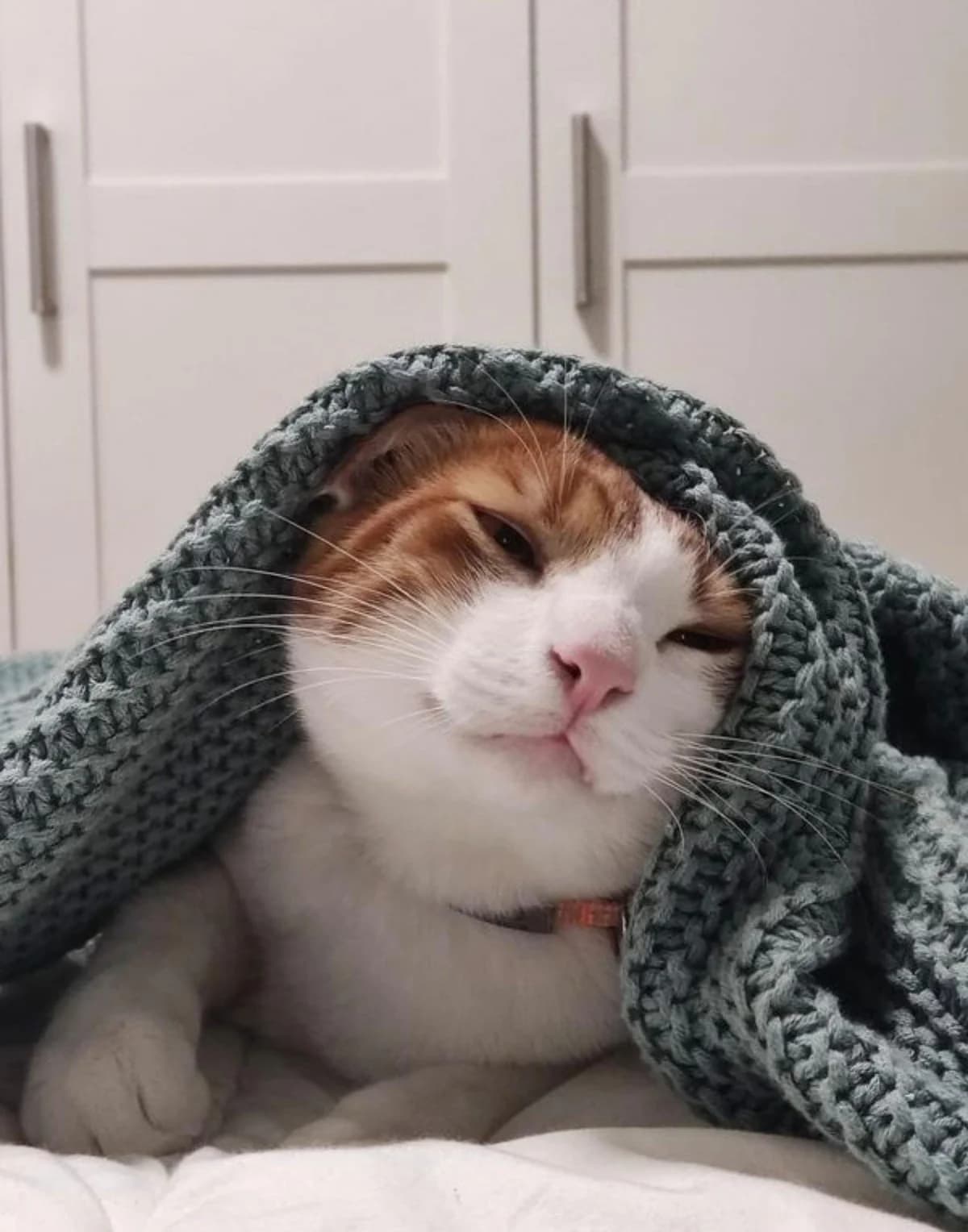 Rio, male Mixed Breed for adoption at Cats Aid, Dublin