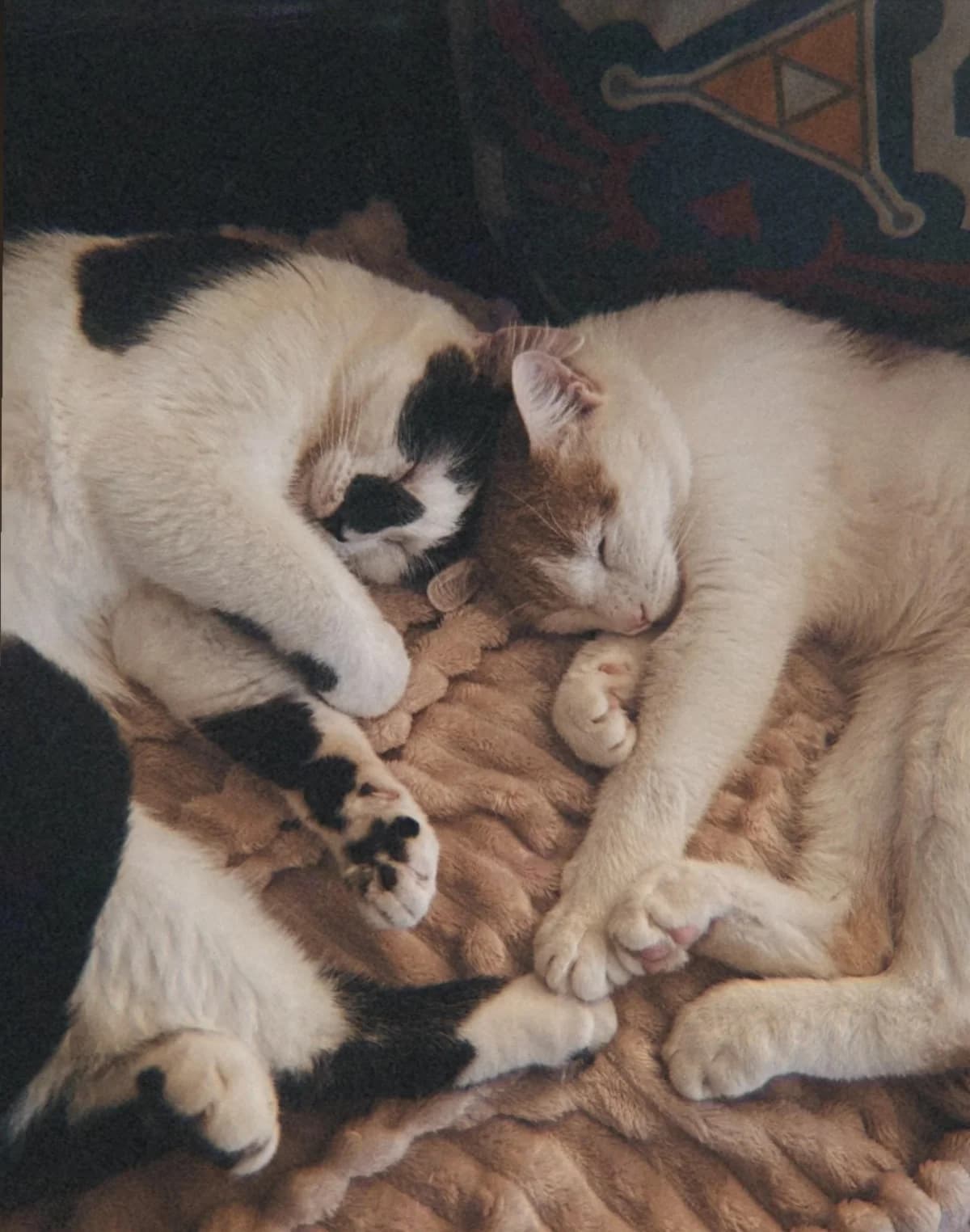 Rua & Dubh, male Mixed Breed for adoption at Cats Aid, Dublin