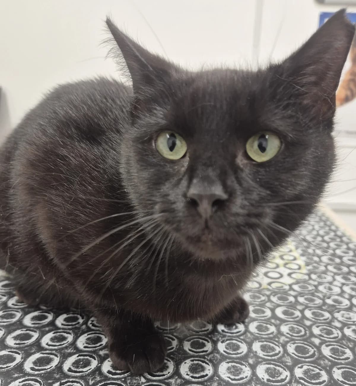 Sally, female Mixed Breed for adoption at Cats Aid, Dublin