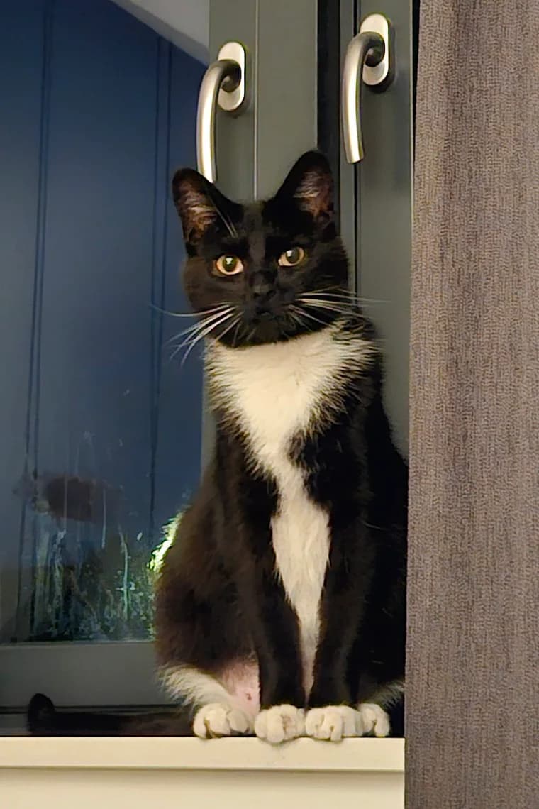 Sarah, female Mixed Breed for adoption at Cats Aid, Dublin