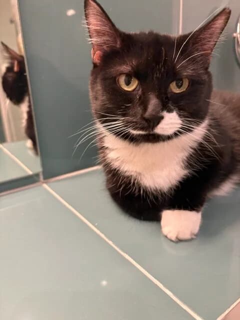 Sylvia, female Mixed Breed for adoption at Cats Aid, Dublin