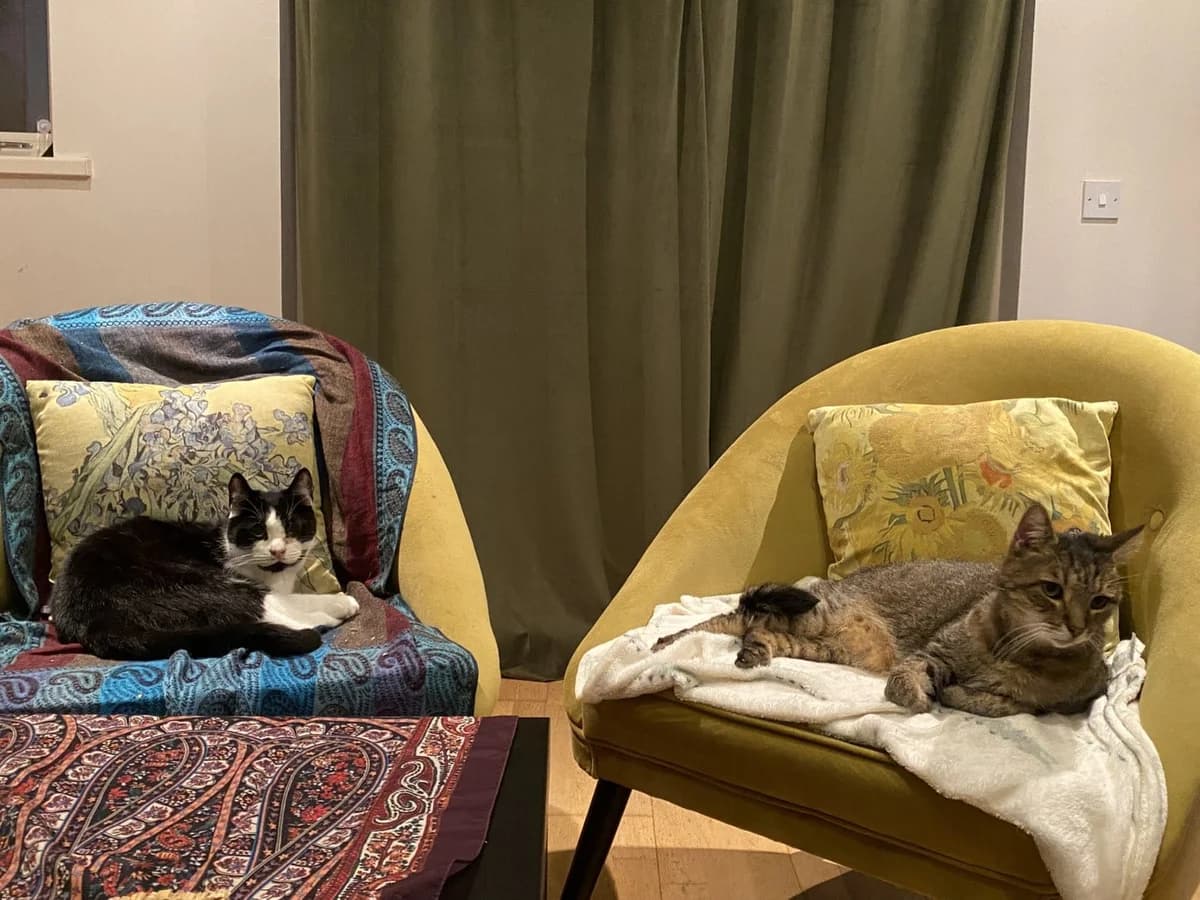 Tilly & Tyson, female Mixed Breed for adoption at Cats Aid, Dublin