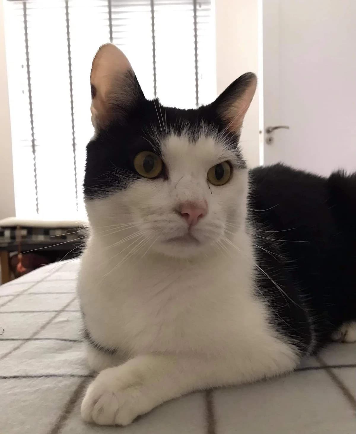 Toby, male Mixed Breed for adoption at Cats Aid, Dublin