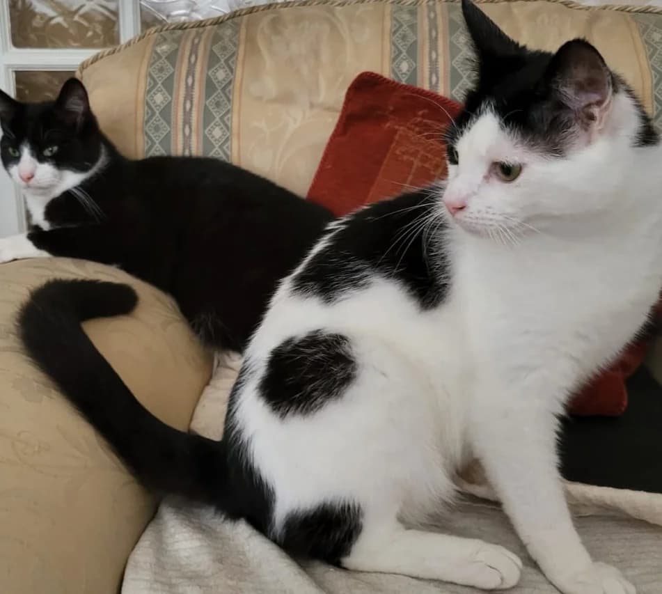 Tom & Gerry, male Mixed Breed for adoption at Cats Aid, Dublin