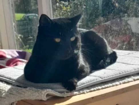 Bart, male 4yo Mixed Breed for adoption at Cats Trust Adoption and Protection