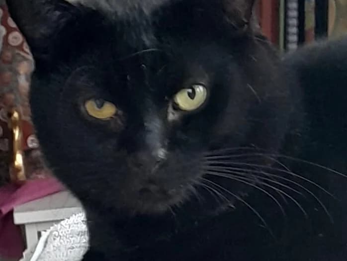 BART, male 5yo Mixed Breed for adoption at Cats Trust Adoption and Protection