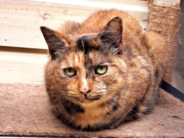 Candy, female 5yo Mixed Breed for adoption at Cats Trust Adoption and Protection