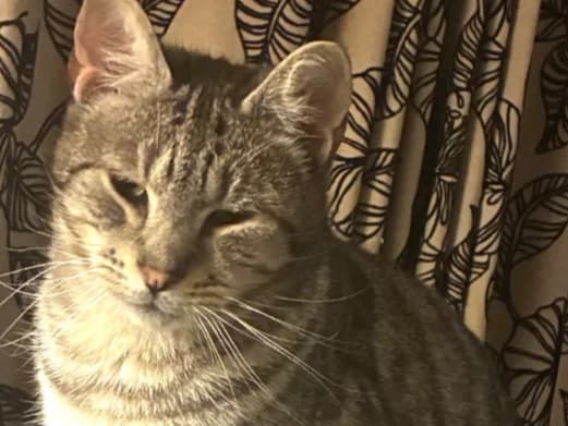 CHANDI, male young Mixed Breed for adoption at Cats Trust Adoption and Protection