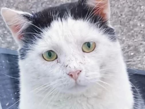 CHARMER, male 7yo Mixed Breed for adoption at Cats Trust Adoption and Protection