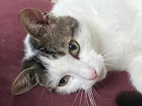 Christie, male 4yo Mixed Breed for adoption at Cats Trust Adoption and Protection