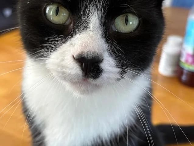 CRICKET, male young Mixed Breed for adoption at Cats Trust Adoption and Protection